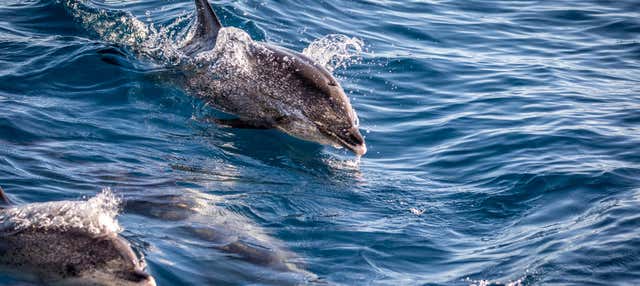 Avvistamento di cetacei a La Restinga