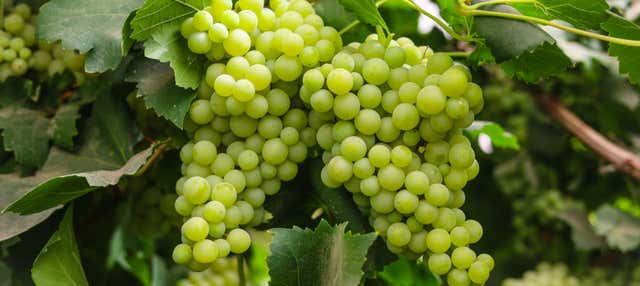 Visita alla cantina Javier Sanz