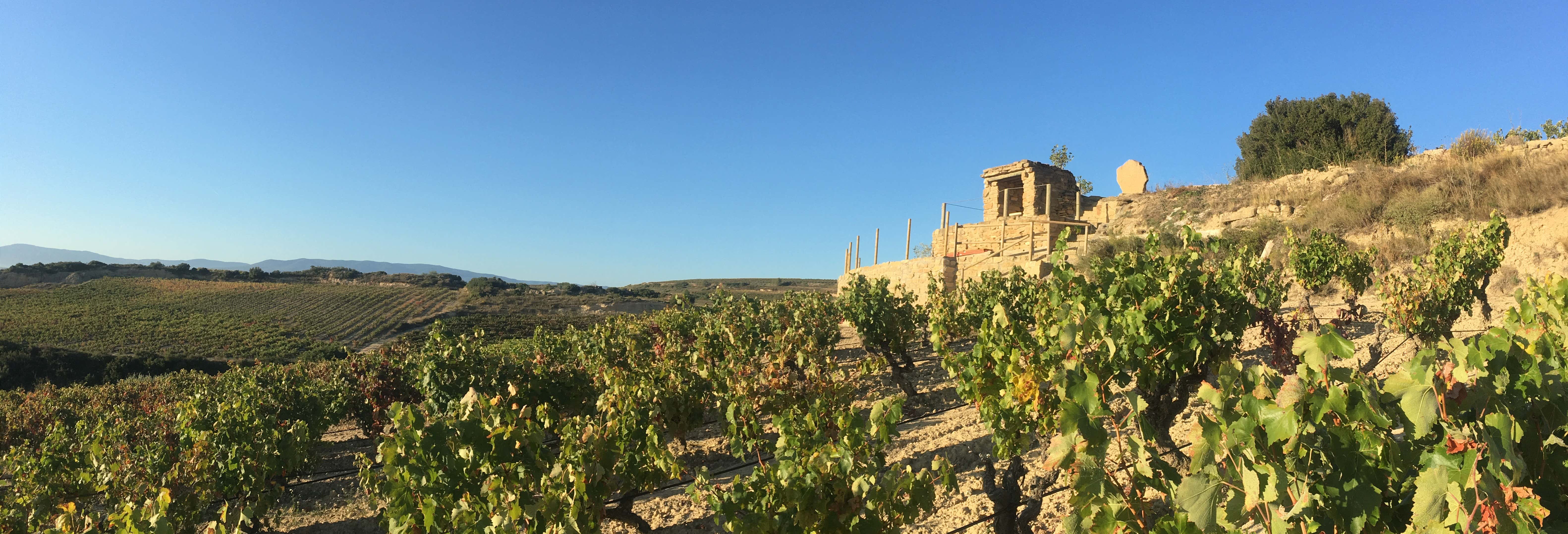 Bodegas Loli Casado Winery Tour