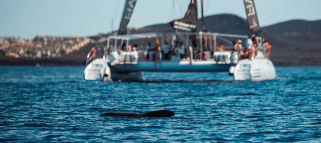 Giro in catamarano con pranzo da Las Galletas