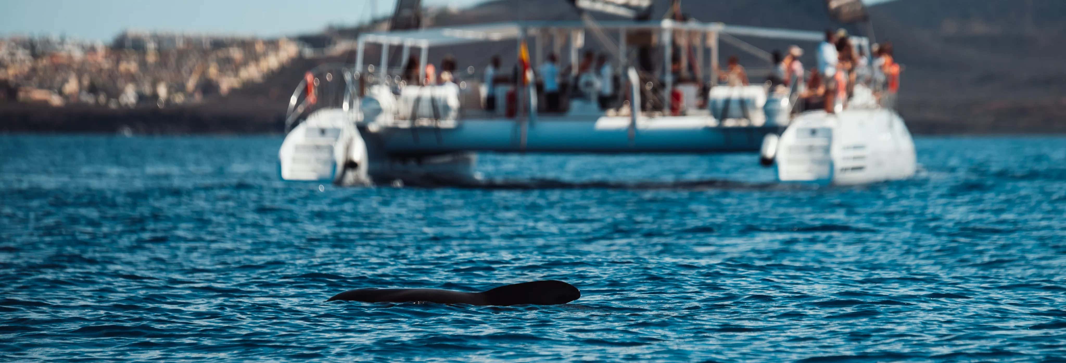 Las Galletas Catamaran Tour + Lunch