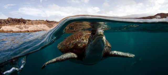 Snorkeling con avvistamento di tartarughe a Tenerife