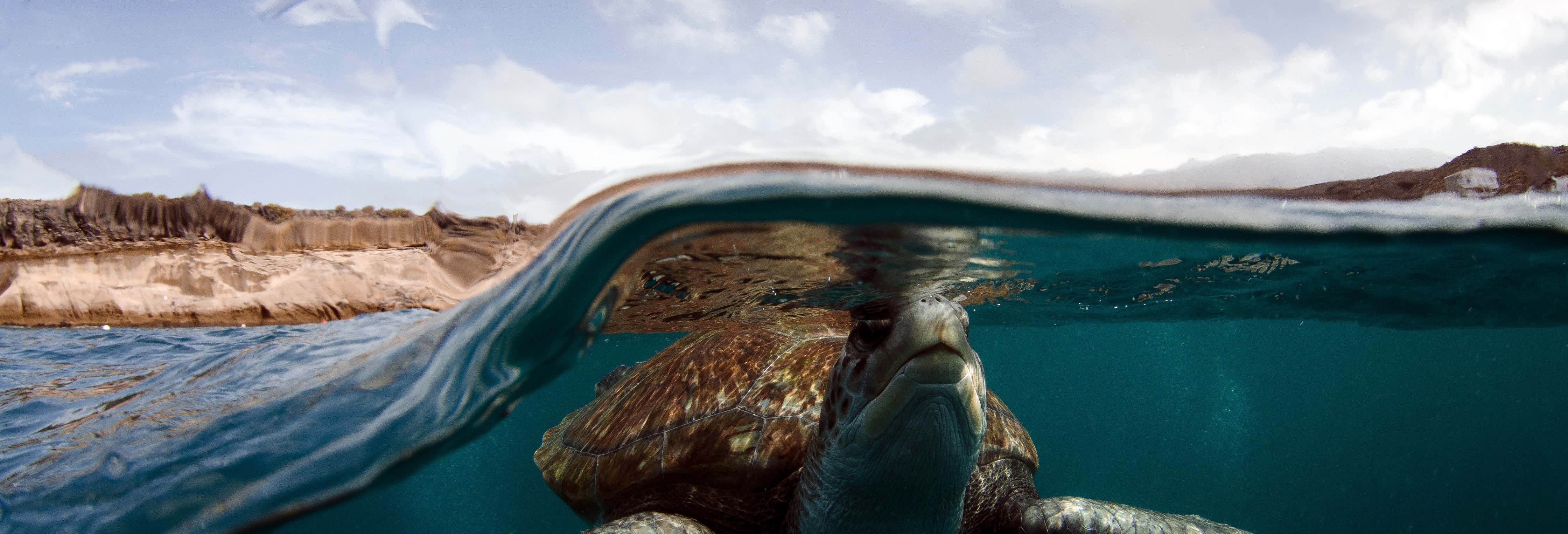 Tenerife Snorkelling & Sea Turtle Watching