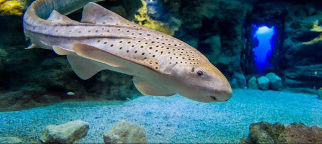 Biglietto per l'acquario Poema del Mar