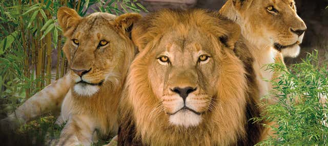 Escursione al Loro Parque