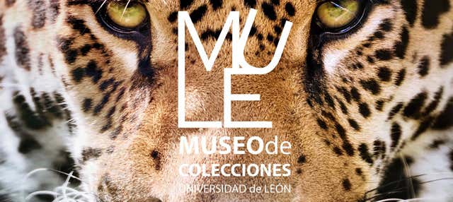 Visita guidata del Museo delle collezioni dell'Università di León