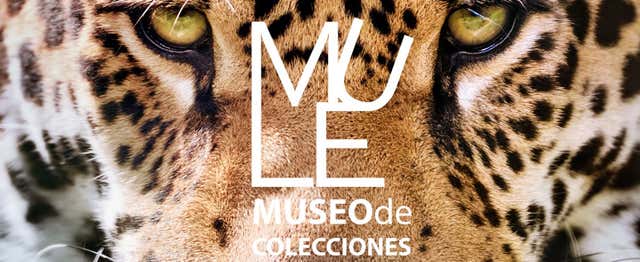 Visite guidée du musée des collections de l'université de León