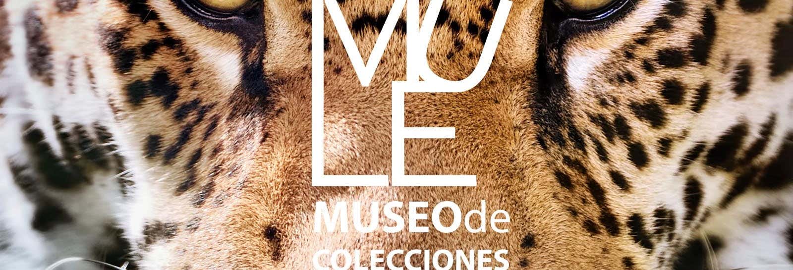 Visita guidata del Museo delle collezioni dell'Università di León