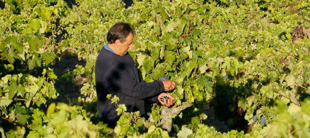 Excursión a Laguardia + Visita a una bodega con cata