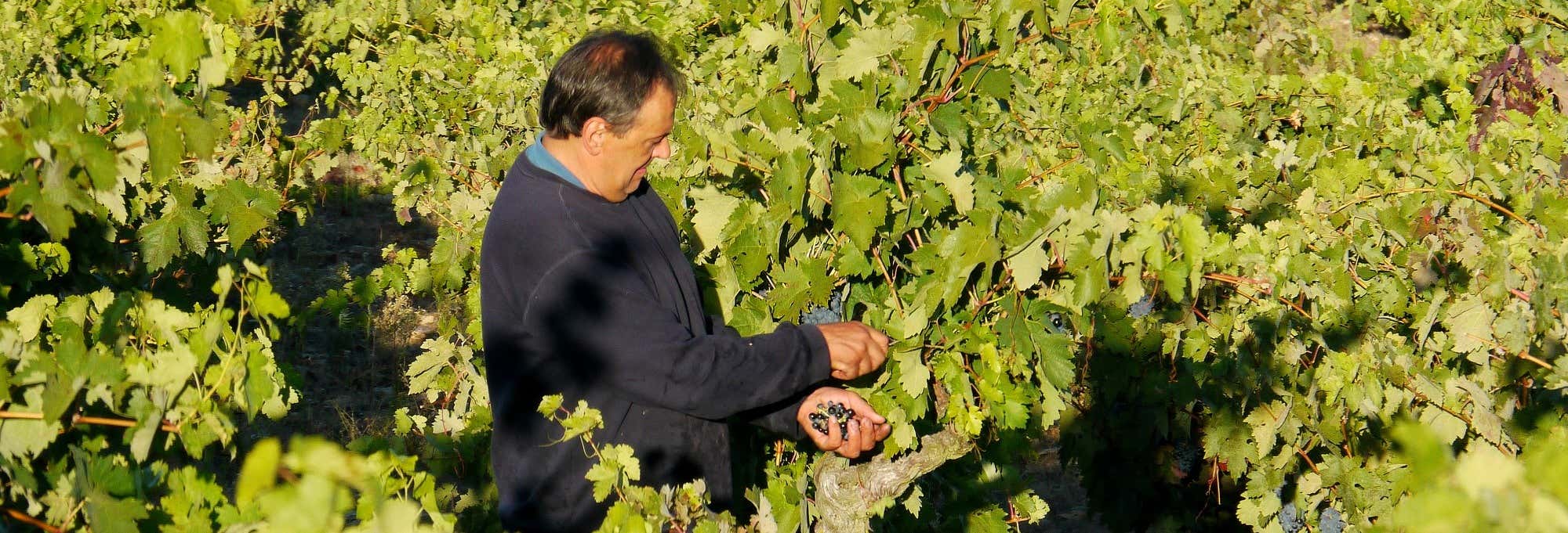 Excursión a Laguardia + Visita a una bodega con cata