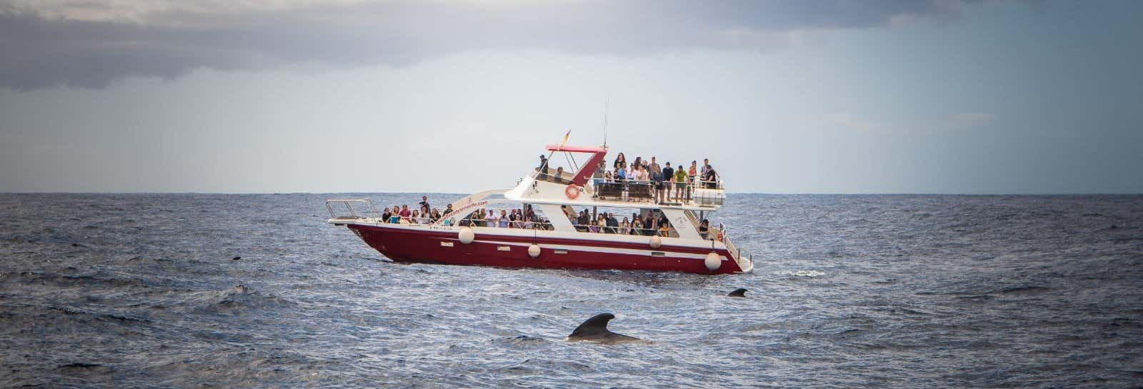 Los Cristianos Whale + Dolphin Watching Tour