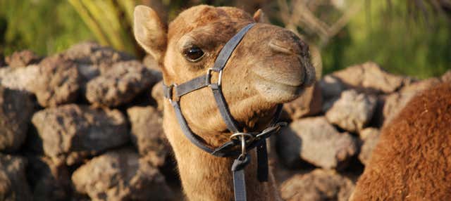Giro in cammello a Los Cristianos con visita a una fattoria