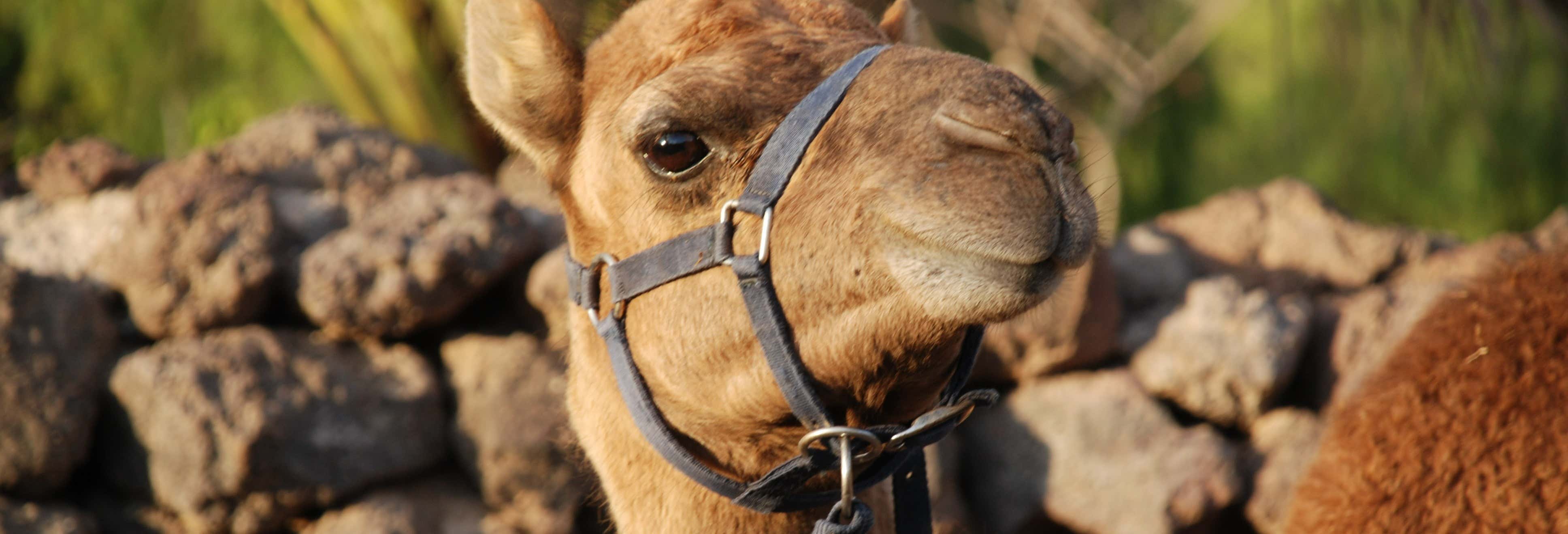 Giro in cammello a Los Cristianos con visita a una fattoria