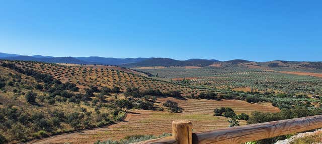 Visita alla tenuta La Pontezuela con degustazione di olio
