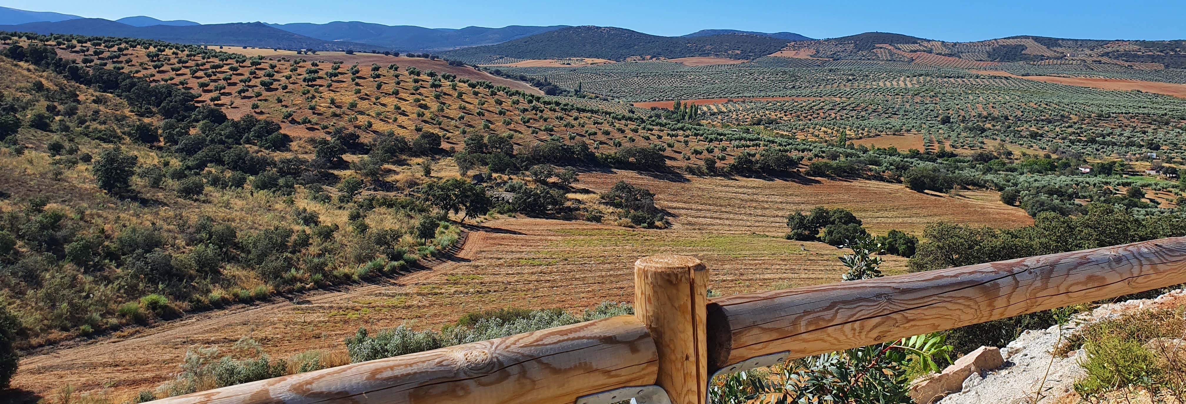 Finca La Pontezuela Visit with Olive Oil Tasting