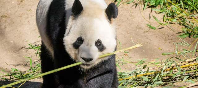 Madrid Zoo Aquarium Tickets