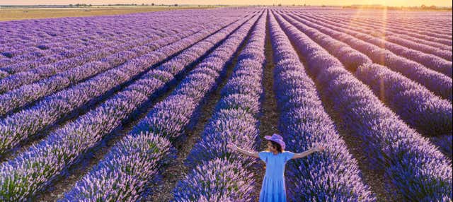Excursión a los campos de lavanda de Brihuega