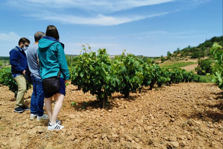 Tour del vino por la Ribera del Duero