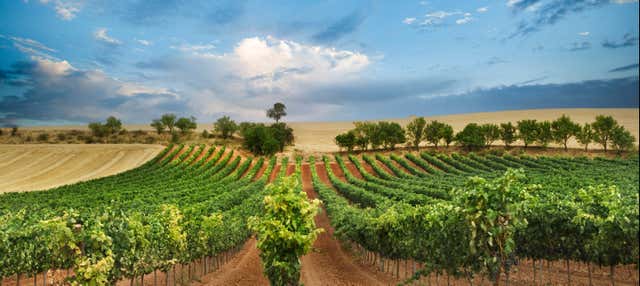 Tour del vino nella Valle del Tago o nella Ribera del Duero