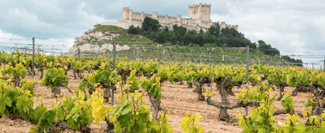 Visite à la découverte du vin de la Ribera del Duero