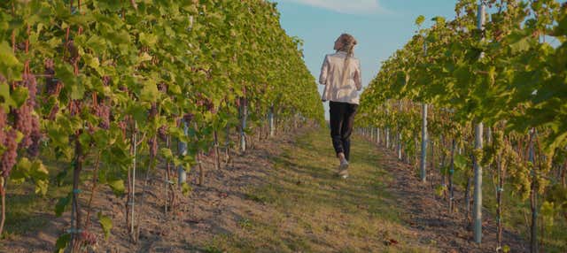 Visita alle cantine Buezo
