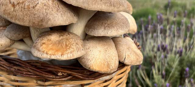 Visita a una fungaia minorchina