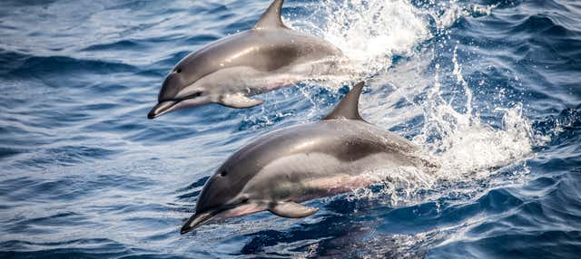 Avvistamento di delfini sulla costa di Marbella