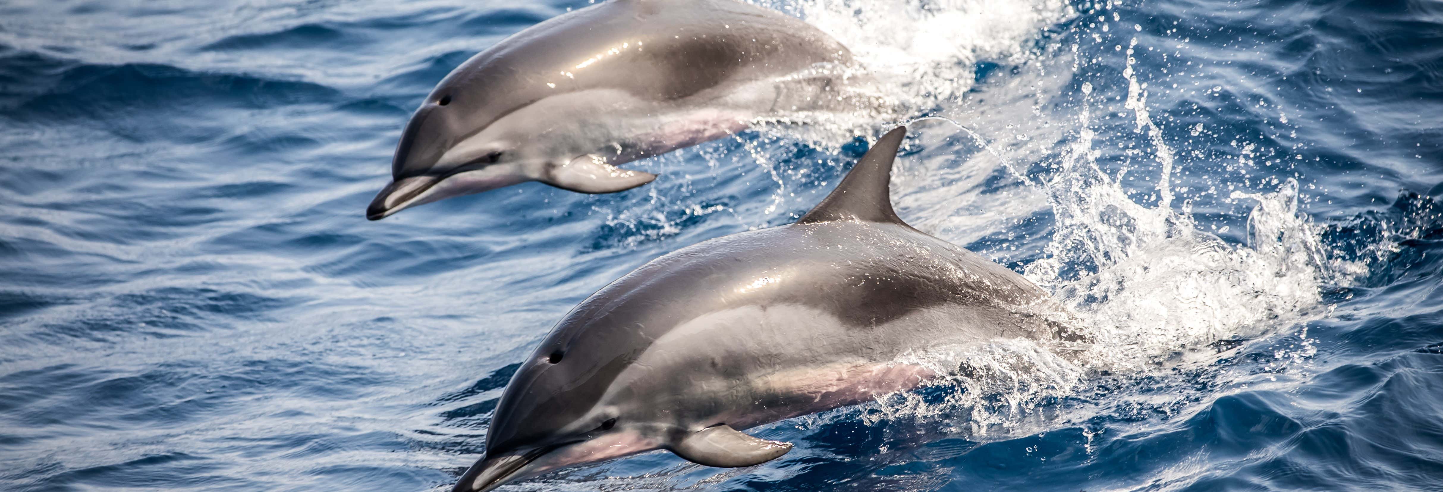 Avvistamento di delfini sulla costa di Marbella