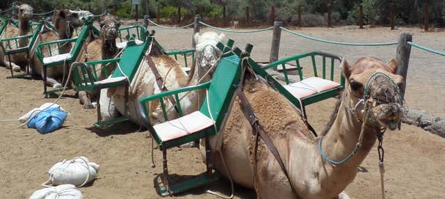 Giro in cammello sulle Dune di Maspalomas