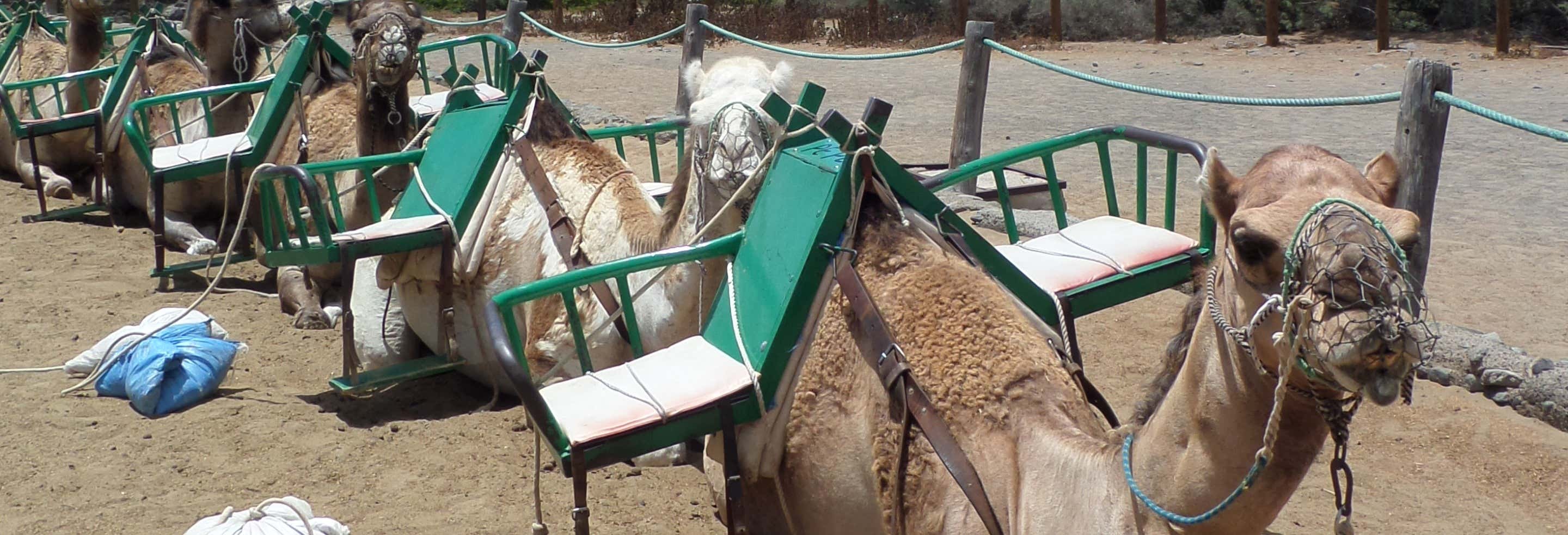 Camel Ride in Maspalomas