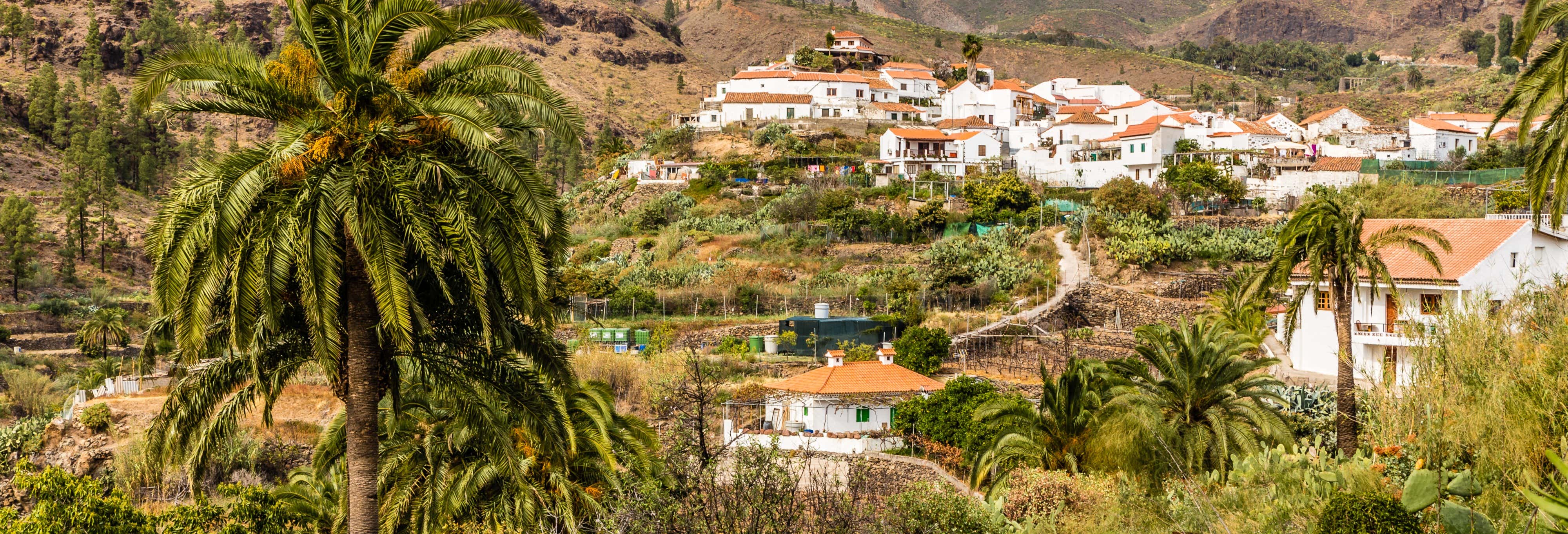 Gran Canaria Camel Ride Tour