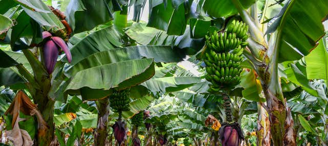 Tour gastronomico di Gran Canaria