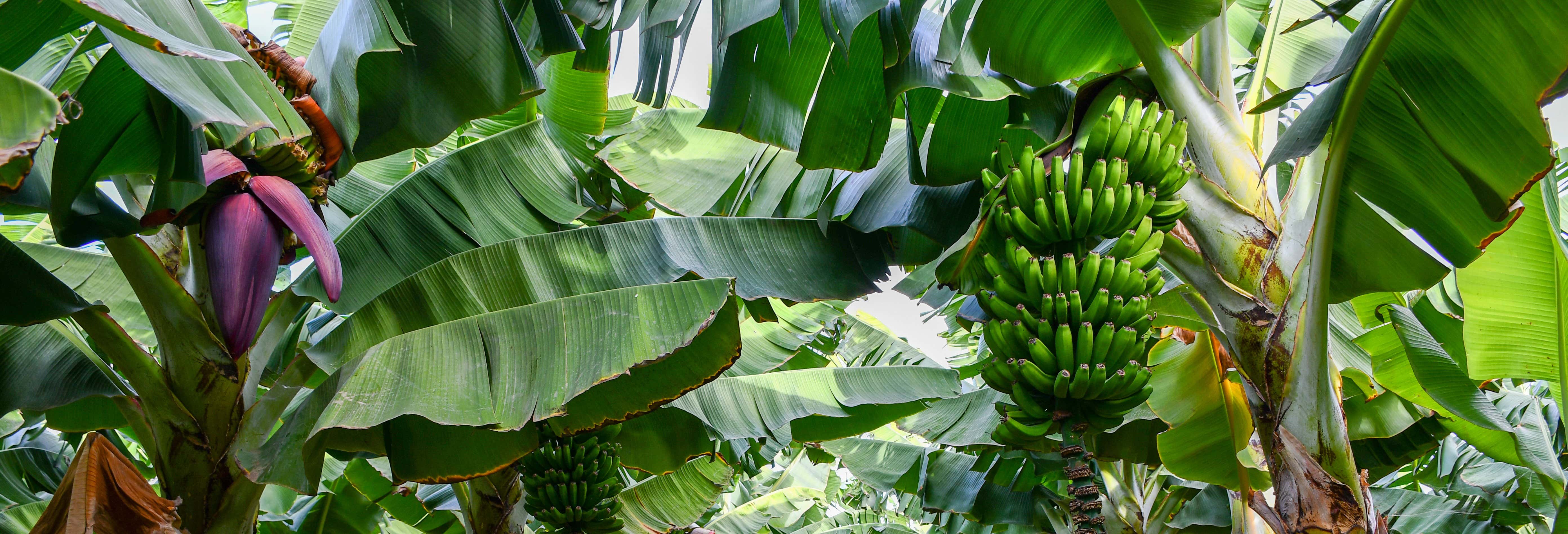 Tour gastronomico di Gran Canaria