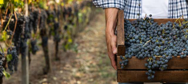 Visita alla cantina Vionta