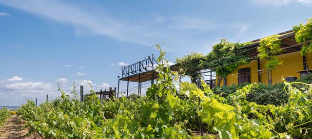 Visita alle cantine Bodegas Valdubón