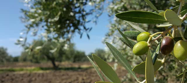 Tour dell'olio a Montoro