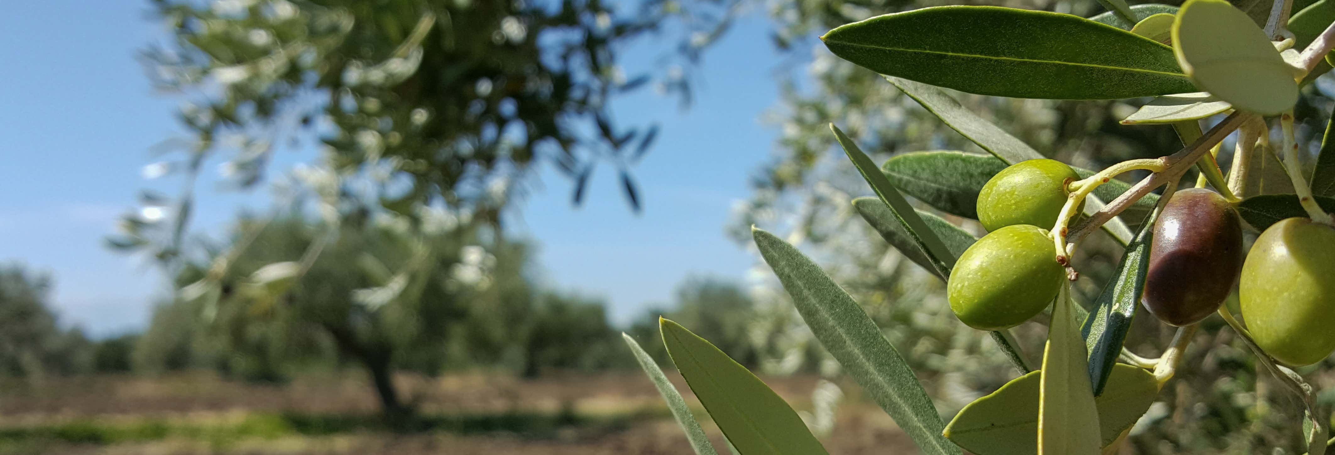 Tour dell'olio a Montoro