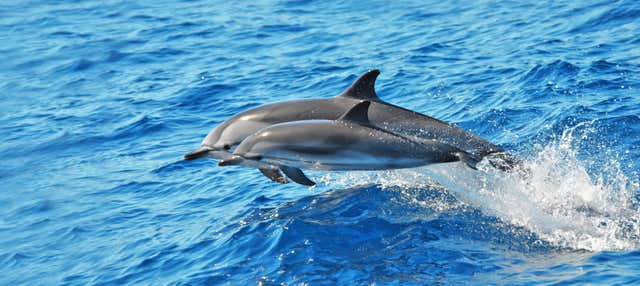 Avvistamento di cetacei a Morro Jable