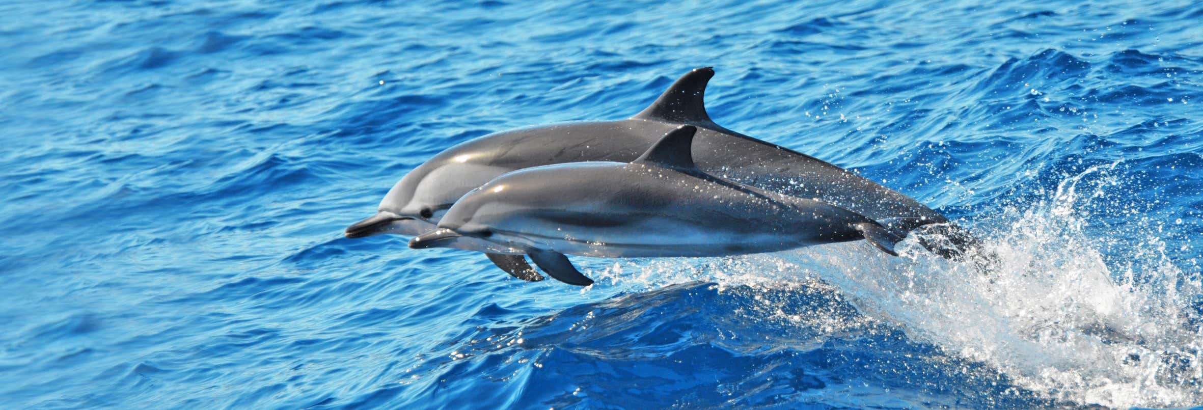 Morro Jable Dolphin & Whale Watching Trip