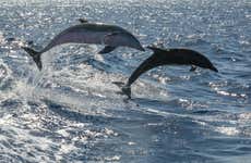 Avistamiento de cetáceos en lancha rápida + Snorkel