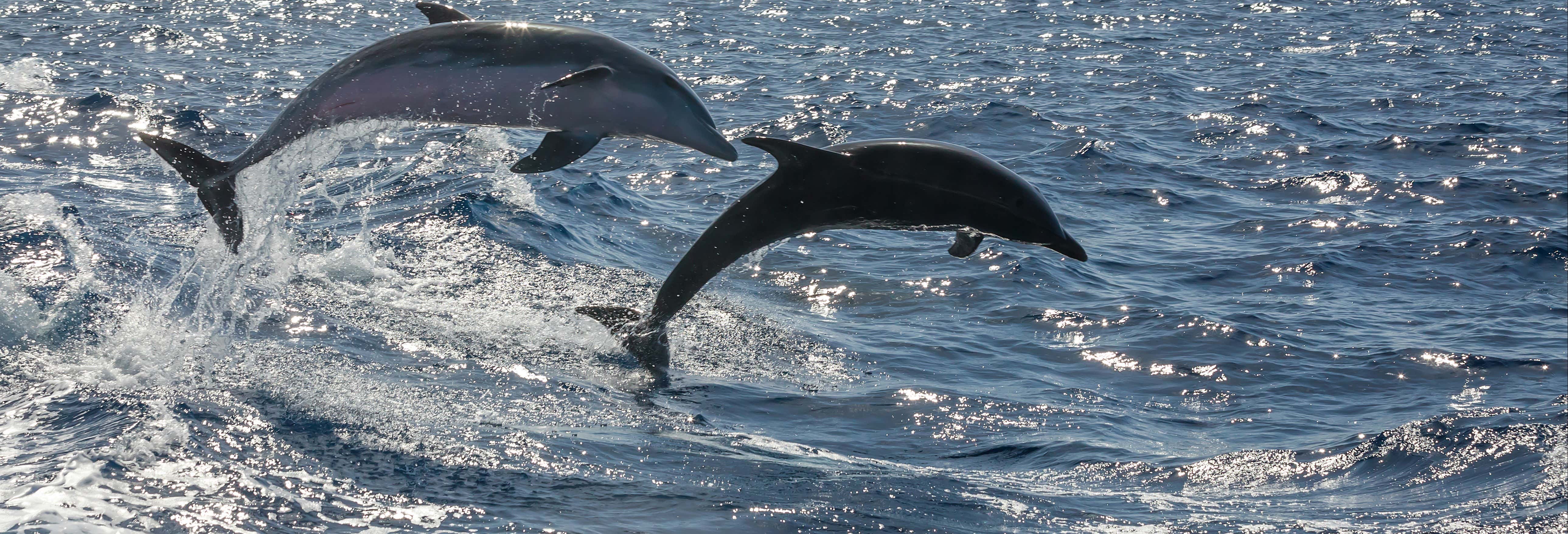 Fuerteventura Dolphin & Whale Watching Speedboat Trip