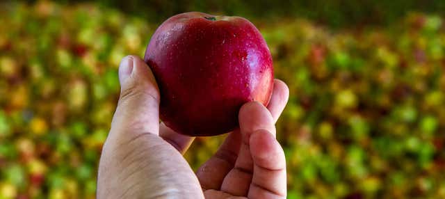 Visita alla sidreria Sidra Viuda de Angelón