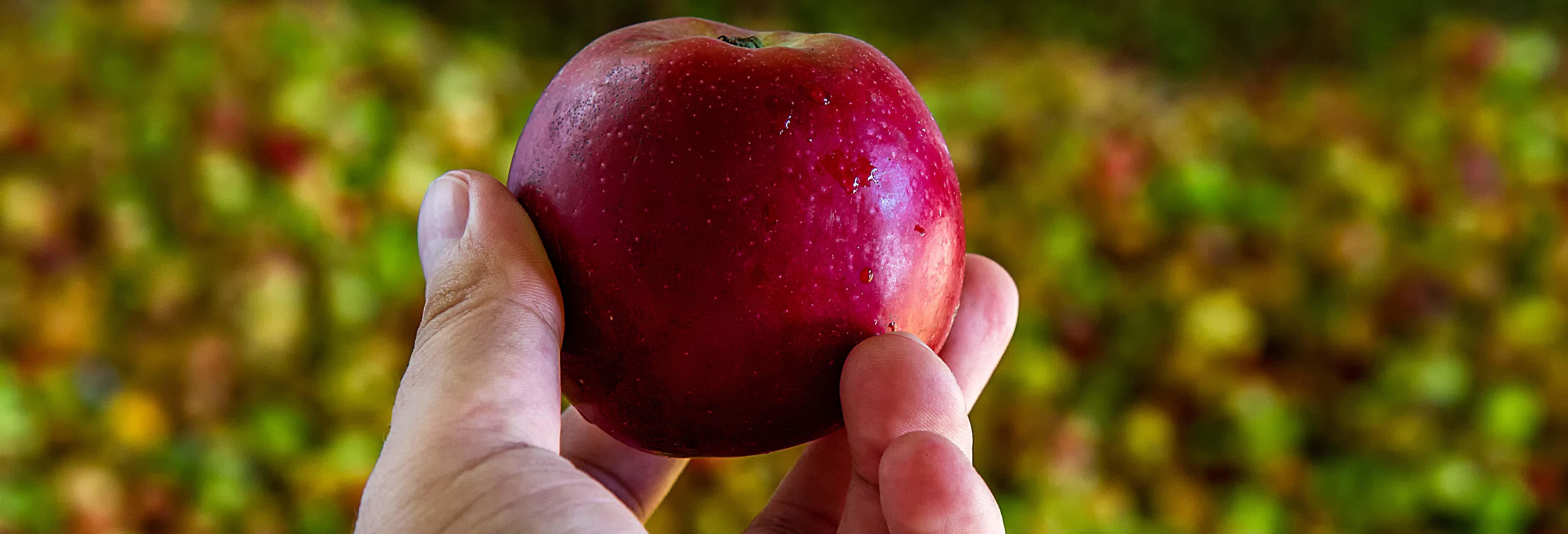 Visita alla sidreria Sidra Viuda de Angelón