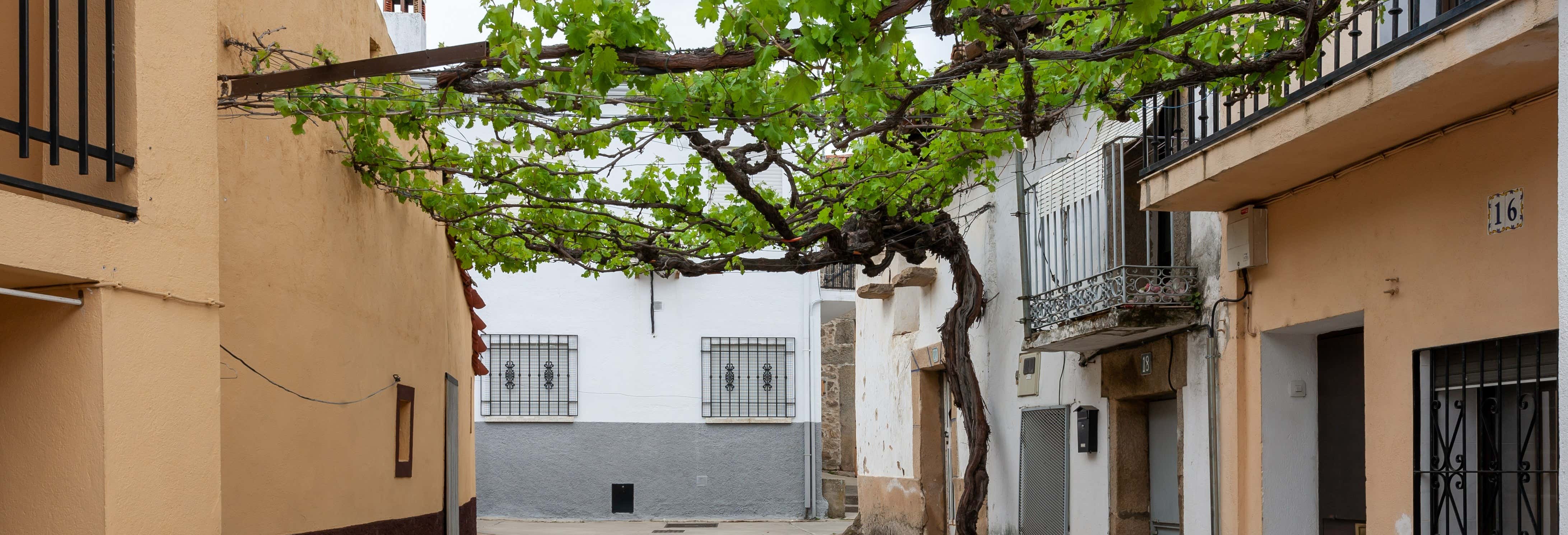 Activities, Guided Tours and Day Trips in Oliva de Plasencia