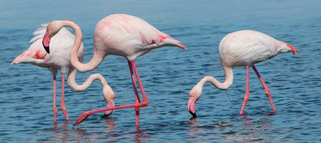 Escursione al Delta dell'Ebro + Giro in catamarano