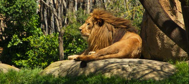 Escursione a Valencia + Bioparc