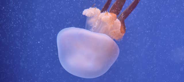 Escursione a Valencia + Oceanogràfic ed Hemisfèric 