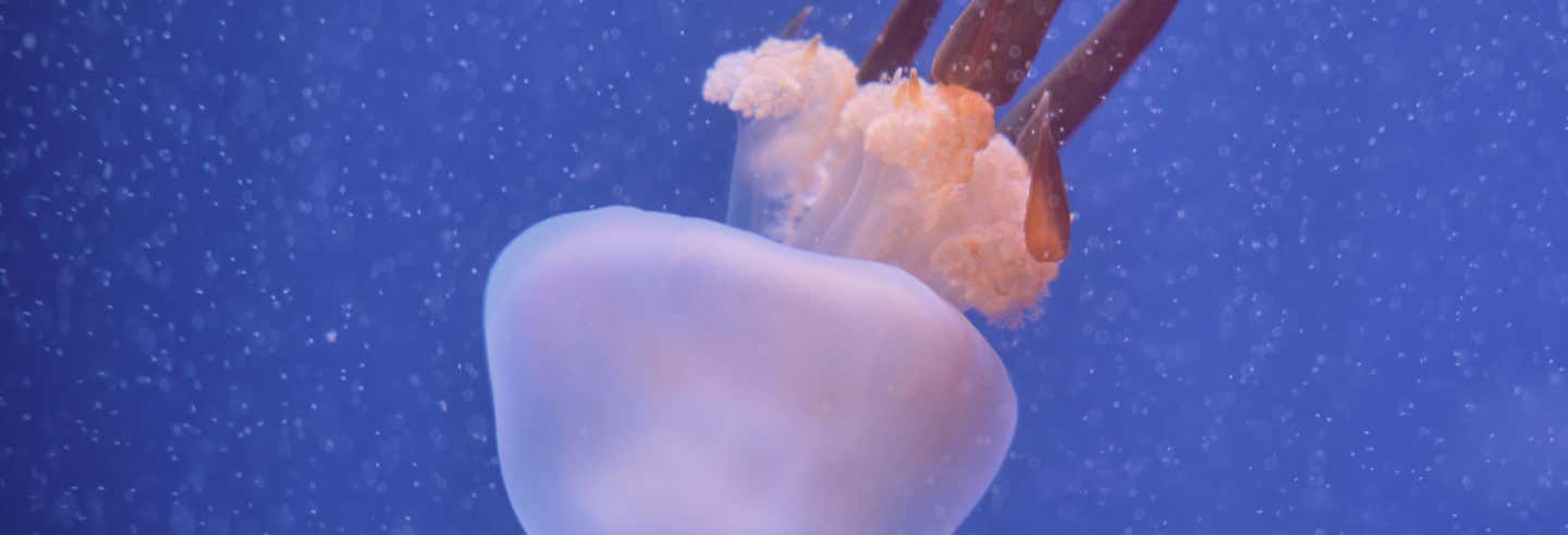 Valencia Oceanogràfic and Hemisfèric Guided Tour