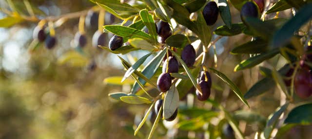 Visita del frantoio S.A.T. 1941 Santa Teresa