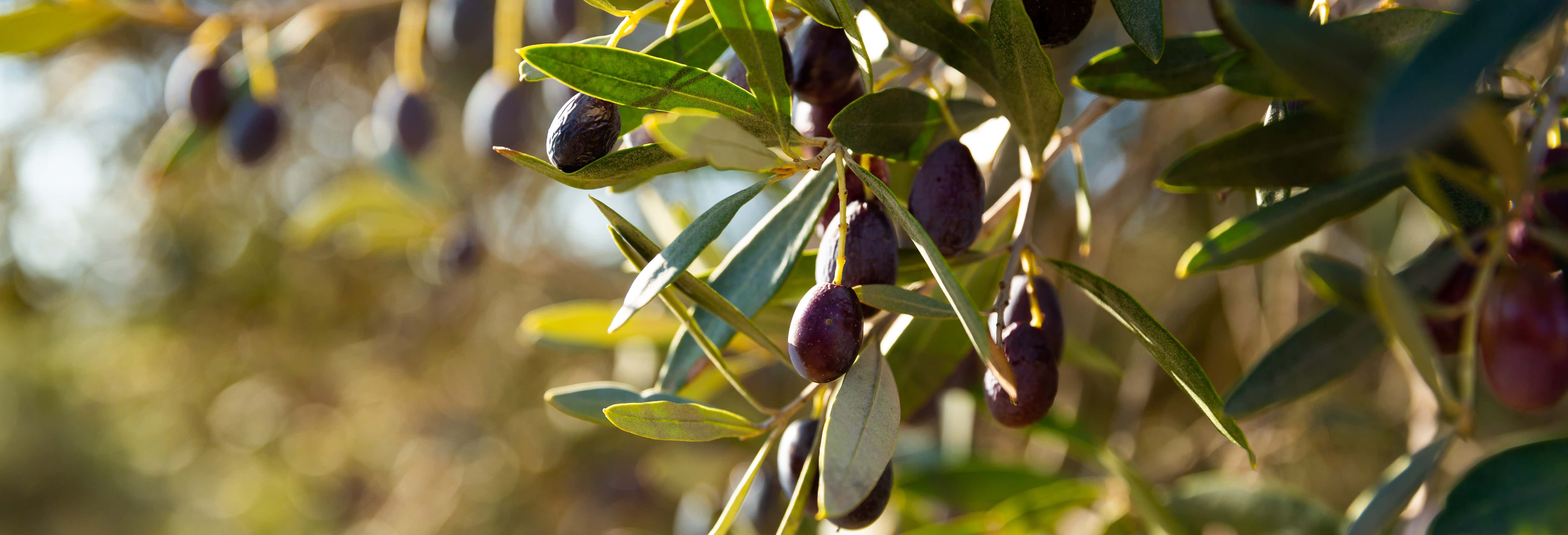Visita del frantoio S.A.T. 1941 Santa Teresa